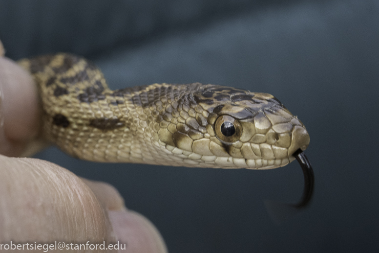 stanford bioblitz2019